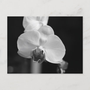 Black and White Orchid Flower Photo Postcard