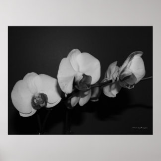 black and white orchids poster