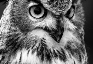 Black And White Owl Posters Prints Poster Printing