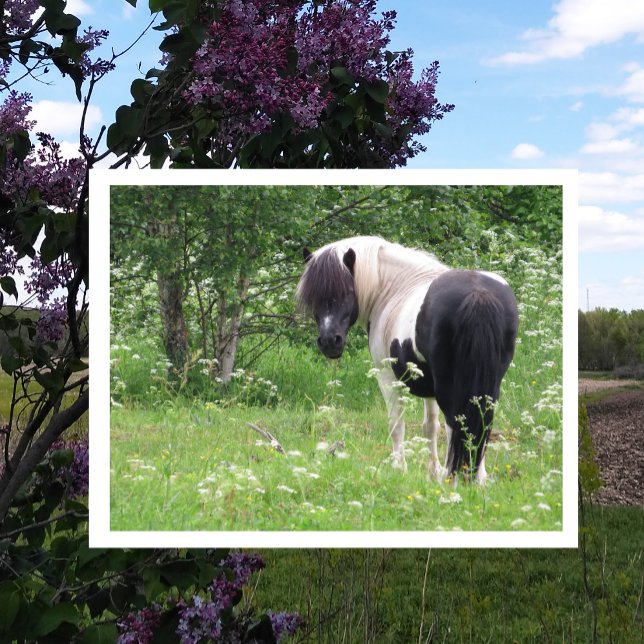 Black and White Paint Pony, Grass and Wildflowers Postcard (Creator Uploaded)