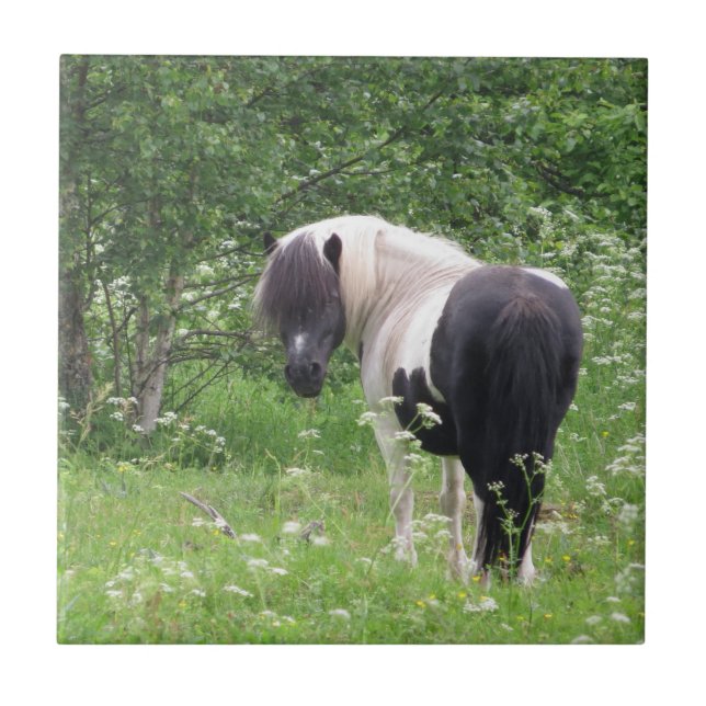 Black and White Paint Pony in Grass and Flowers Tile (Front)