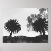 Black and White Palm Trees on Cliffside
