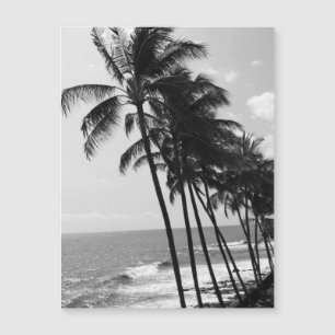 Black and White Palm Trees Postcard