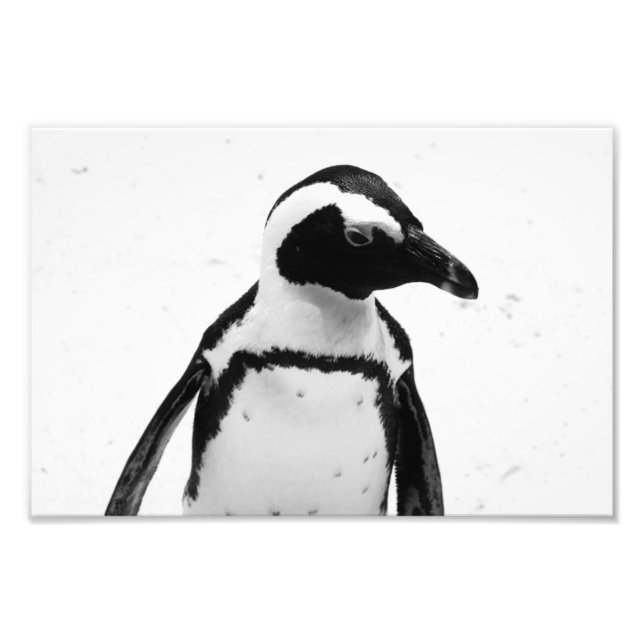 Black and White Penguin Photo Print (Front)