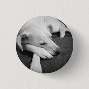 Black and White Photo of a Beautiful Dog Sleeping 1 Inch Round Button