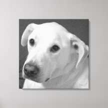 Black and White Photo of a Beautiful Soulful Dog