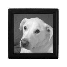 Black and White Photo of a Beautiful Soulful Dog