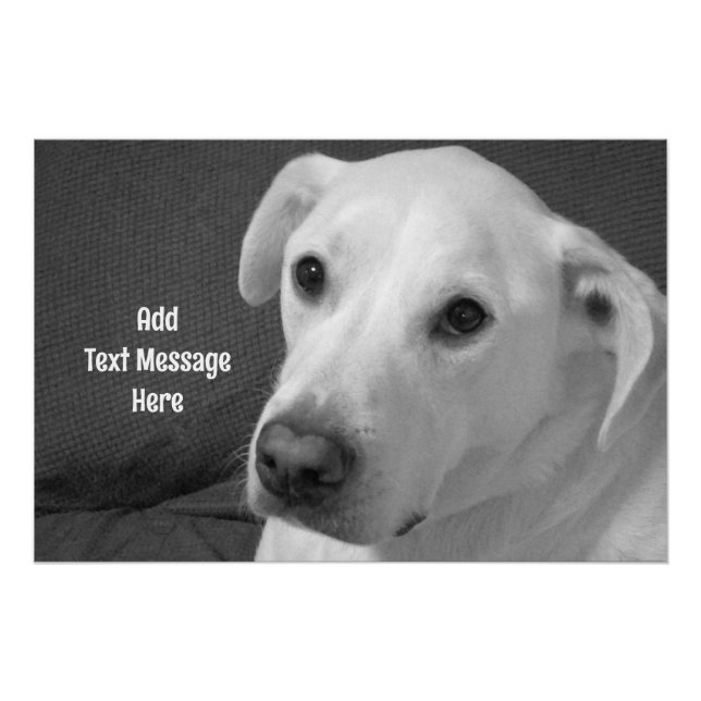 Black and White Photo of a Beautiful Soulful Dog Poster (Front)