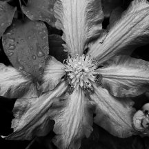Black and white photo of a Clematis after a rain