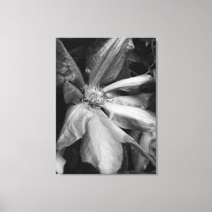 Black and white photo of a Clematis after a rain Canvas Print