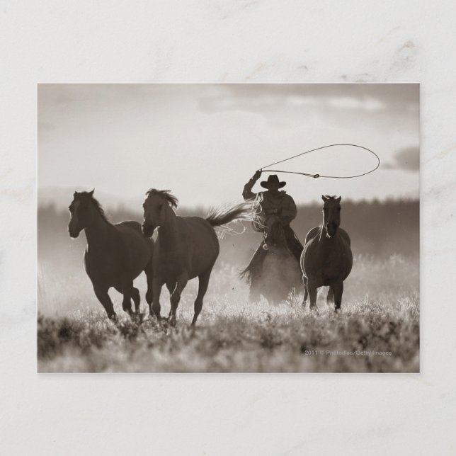 Black and White photo of a Cowboy Lassoing Horses Postcard (Front)