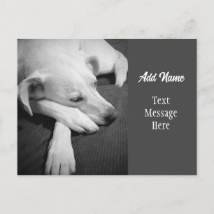 Black and White Photo of a Dog Sleeping Simple Holiday Postcard