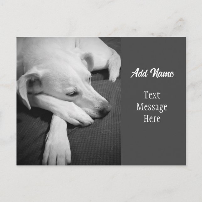 Black and White Photo of a Dog Sleeping Simple Holiday Postcard (Front)