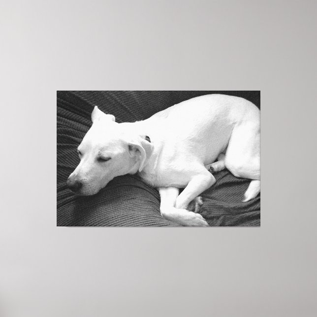 Black and White Photo of Beautiful Dog Sleeping Canvas Print (Front)
