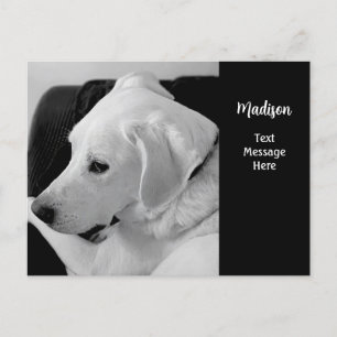 Black and White Photo of Beautiful White Dog Postcard