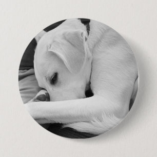 Black and White Photo of Cute Dog Resting with Dad 3 Inch Round Button