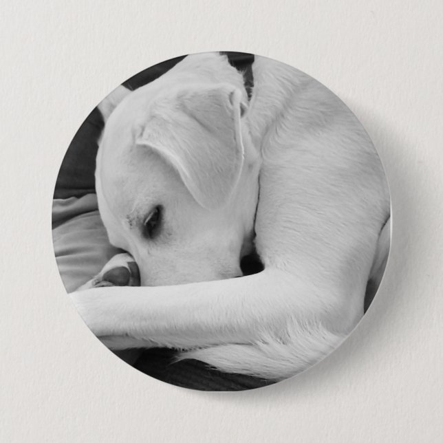 Black and White Photo of Cute Dog Resting with Dad 3 Inch Round Button (Front)