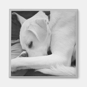 Black and White Photo of Cute Dog Resting with Dad Magnet