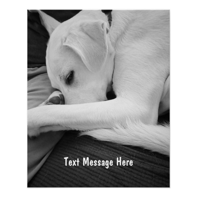 Black and White Photo of Cute Dog Resting with Dad Poster (Front)