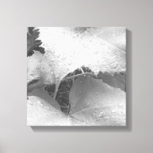 Black and White Photo of Dewy Grape Leaves Canvas Print
