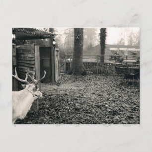 Black and white photo of reindeer and sleigh postcard