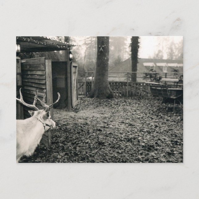 Black and white photo of reindeer and sleigh postcard (Front)
