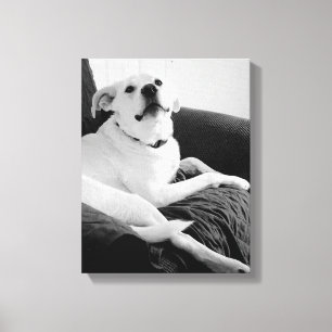 Black and White Photo of Talking Dog Print