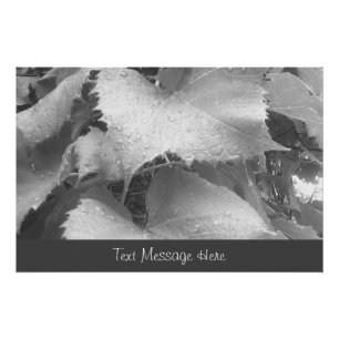Black and White Photo of Wet and Dewy Grape Leaves Poster