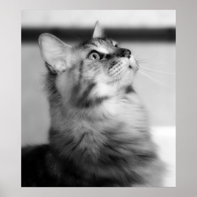 Black And White Photograph Maine Coon Kitten Poster (Front)