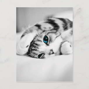 Black and white photograph of a cat postcard