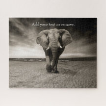 Black and white photograph of an African elephant,