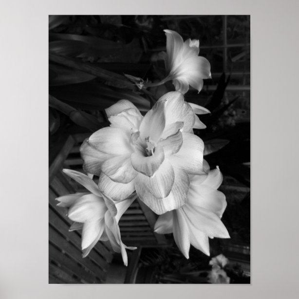 Black And White Flowers Posters, Prints & Poster Printing Zazzle CA
