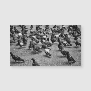 Black and white photography of many pigeons