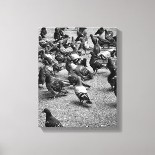 Black and white photography of many pigeons canvas print