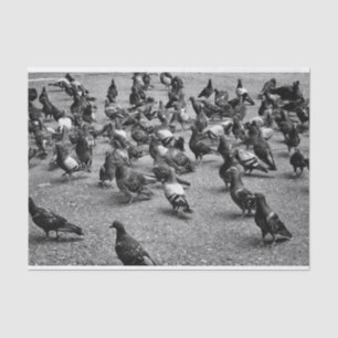 Black and white photography of many pigeons tissue paper