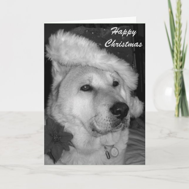 black and white picture of dog dressed as santa holiday card (Front)
