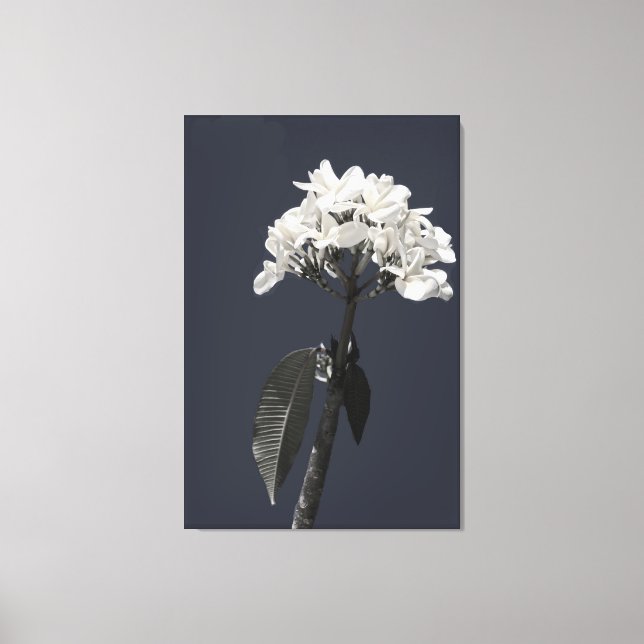 Black and White Plumeria Canvas Print (Front)