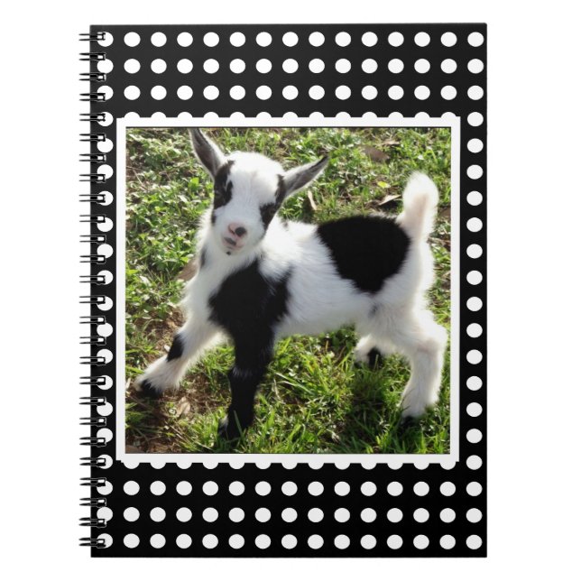 Black and White Polka Dot Nigerian Dwarf Goat Kid Notebook (Front)