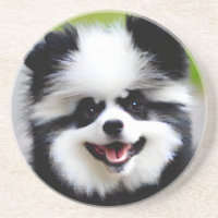 Black and White Pomeranian