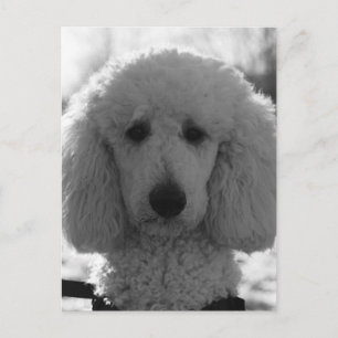 Black and White Poodle Face Puppy Eyes Postcard