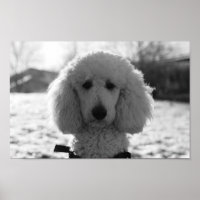 Black and White Poodle Face Puppy Eyes