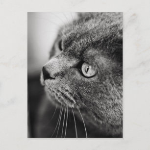 Black and white portrait of a cat - postcard