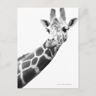 Black and white portrait of a giraffe postcard