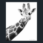 Black and white portrait of a giraffe poster<br><div class="desc">Animals->Giraffe</div>