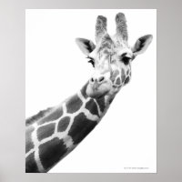 Black and white portrait of a giraffe