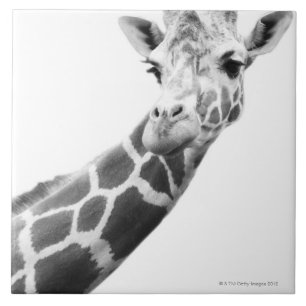 Black and white portrait of a giraffe tile