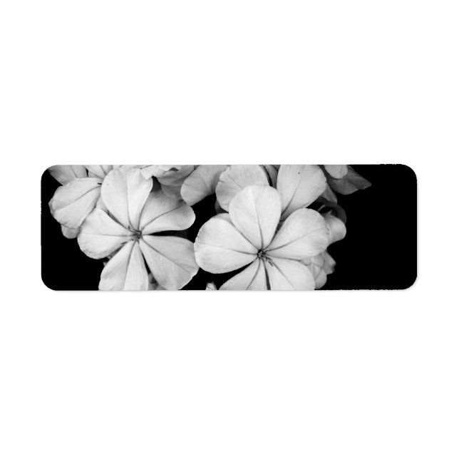 Black and White Postcard Design (Front)