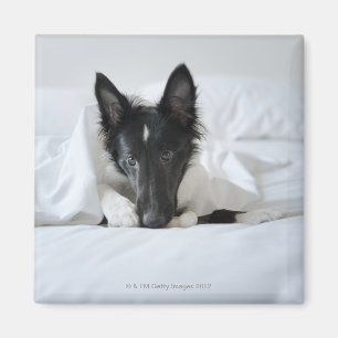 Black and white puppy in  bed with bone magnet