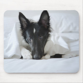 Black and white puppy in  bed with bone mouse pad