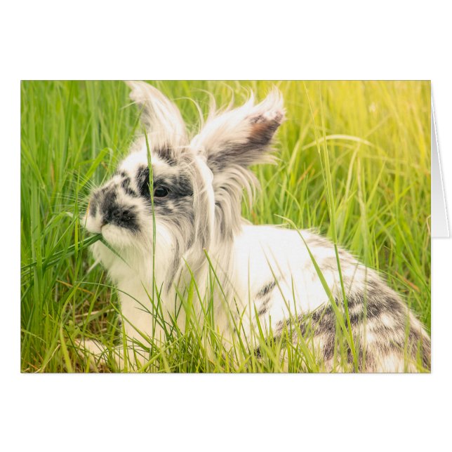 Black and white rabbit (Front Horizontal)